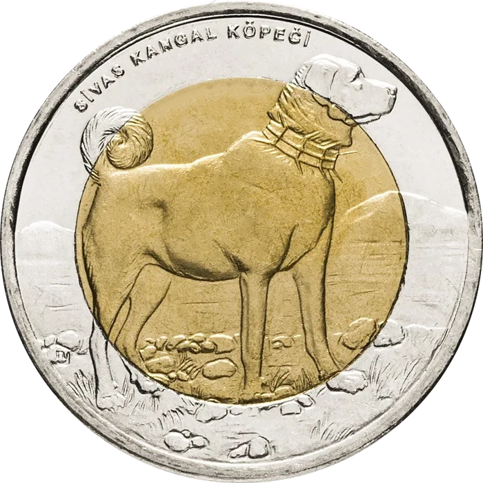 Sivas Kangal Köpeği